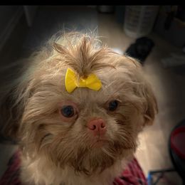 Poppy - Shih Tzu