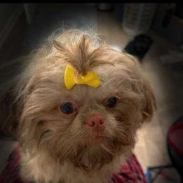 Poppy - Shih Tzu