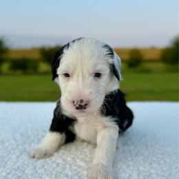 Mutton Bustin' - Black and white male Sheepadoodle puppy in Adams, Nebraska from Boxcar Doodles and Poodles
