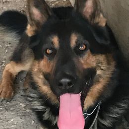 Zeus - German Shepherd