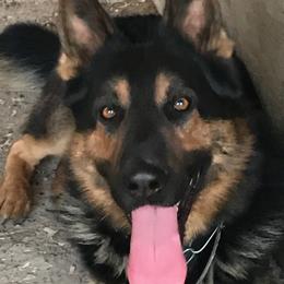 Zeus - German Shepherd