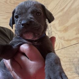 Boy5 - Gray male Cane Corso puppy in Granbury, Texas from Revolutions Kennel