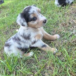 Batty Koda - Blue merle female Miniature Australian Shepherd puppy in Haslet, Texas from Silver Lining Aussies