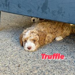 Australian Labradoodle Puppies from Sweet Home Labradoodles