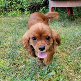 Green callared boy - Ruby male Cavalier King Charles Spaniel puppy in Manchester, New Hampshire from Evergreen Cavaliers