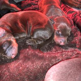 Doberman Pinscher Puppies from Ranchers Companion Doberman Kennel