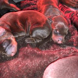 Doberman Pinscher Puppies from Ranchers Companion Doberman Kennel