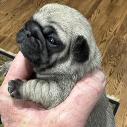 Baby Boy - Fawn male Pug puppy in Troutman, North Carolina from Ohana Pugs
