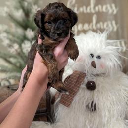Toast - Black and tan male Yorkipoo puppy in Coshocton, Ohio from Forever Family Puppies