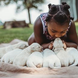 Goldendoodle and Golden Retriever Puppies from Front Porch Goldens