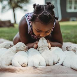 Goldendoodle and Golden Retriever Puppies from Front Porch Goldens