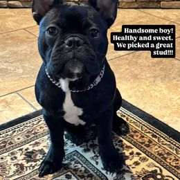 French Bulldog Puppies from Tip Top Bully House