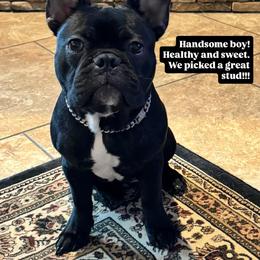 French Bulldog Puppies from Tip Top Bully House