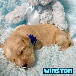 Winston - Red male Labradoodle puppy in Beecher, Illinois from Erica’s Doodles