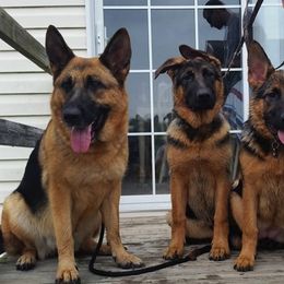 German Shepherd Puppies from Southern Creek (Vom Südlicher Bach) German Shepherds