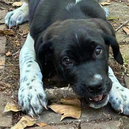 Boy 3 - Black and white male German Shorthaired Pointer puppy in Keswick, Virginia from Copper Ridge Stables