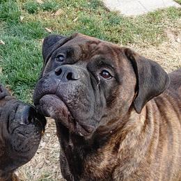 Brystol - Bullmastiff