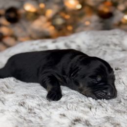 Miniature Australian Shepherd Puppies from Quartz Creek Aussies