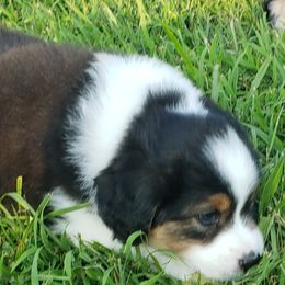 Bjorn - Black tri-color male Australian Shepherd puppy in Providence Forge, Virginia from Kelbrook Farm Australian Shepherds