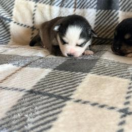 Liberty - Black and white female Pomsky puppy in Doon, Iowa from Luxury Pomsky