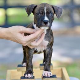 The Gentle Gentleman - Brown brindle male American Staffordshire Terrier puppy in St. Augustine, Florida from LBK & Ancient City
