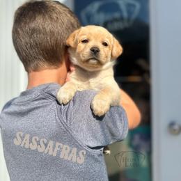 Sassafras - Yellow female Dilute Retriever puppy in Forest City, Iowa from Helm Labs