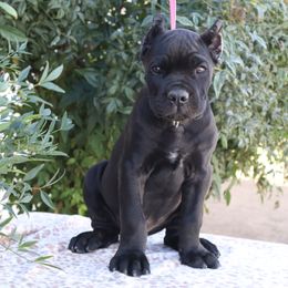 Dark green collar - Black male Cane Corso puppy in Caliente, California from Rafter Cross 7
