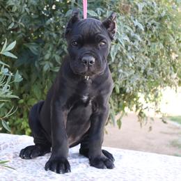 Dark green collar - Black male Cane Corso puppy in Caliente, California from Rafter Cross 7