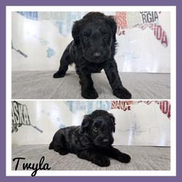 Twyla - Black female Schnoodle puppy in Lebanon, Missouri from Cedar Glades Canines