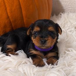 Muffin (Purple collar) - Black and tan female Yorkshire Terrier puppy in Selden, New York from Alisha's Yorkshire Terriers