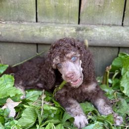 Atlas - Phantom male Poodle puppy in New York from Powder Puff Poodles