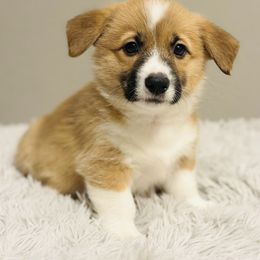 Pembroke Welsh Corgi Puppies from West Coast Corgi