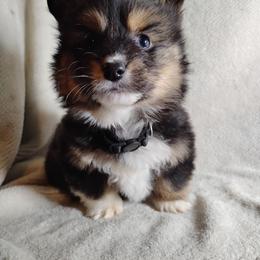 Fluffy Black collar - Black and tan male Pembroke Welsh Corgi puppy in Yelm, Washington from Tolbolton Creek Corgis