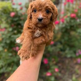 Daisy - Red female Cavapoo puppy in Colcord, Oklahoma from Copper Lane Aussies, Doodles & Cavapoos
