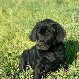 Pete - Black male Labrador Retriever puppy in Winnemucca, Nevada from Oakley's Mountain View Kennel