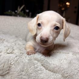 Dove - Cream female Dachshund puppy in Washburn, Tennessee from Clinch Mountain Dachshunds
