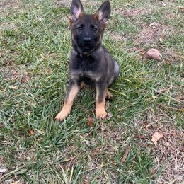 German Shepherd Puppies from Grassroots German Shepherds