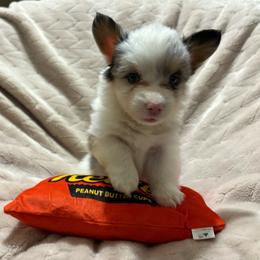 Ava-full fluffy - Blue merle and white female American Corgi puppy in Decatur, Texas from Bar S Corgis