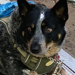 Australian Cattle Dog Puppies from SB Heelers Cattle Dogs and Performance Horses