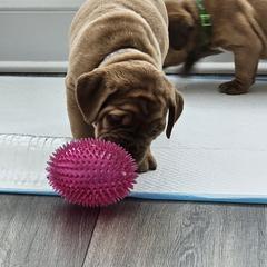 Dogue de Bordeaux puppies from Magnificent Mastiffs of Atlanta