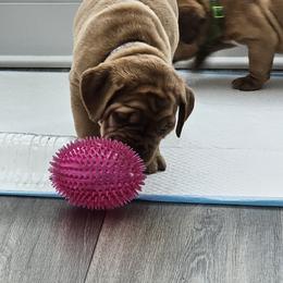 Dogue de Bordeaux puppies from Magnificent Mastiffs of Atlanta