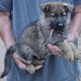 Girl 2 Lavender - Sable female German Shepherd puppy in Lake George, Colorado from High Country German Shepherds