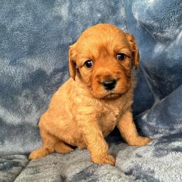 Raina - Apricot female Goldendoodle puppy in Lowville, New York from Adirondack Labradoodles