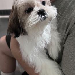 Shih Tzu Puppies from Willow’s Wonderful Shih Tzu