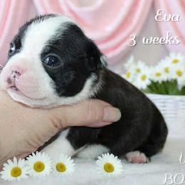 Girl 2-Eva - Black and white female Boston Terrier puppy in North Central, Vermont from Windy Valley’s Bostons
