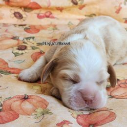 Yellow Collar - Red roan female Cocker Spaniel puppy in Stanford, Kentucky from Eagle Cliff Kennel