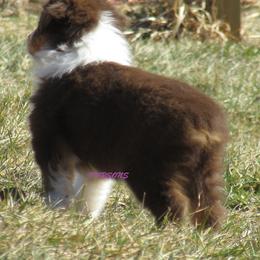 Australian Shepherd Puppies from Parsons Australian Shepherds