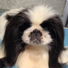 Lily - Pekingese