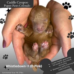 Lady Whistledown - Red female Cavapoo puppy in Fort Lupton, Colorado from Puppy Paws Colorado
