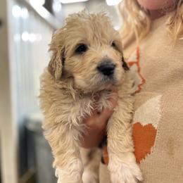 Platinum - Cream male Pyredoodle puppy in Prescott, Washington from Pyredoodles at Pedersen Ranch